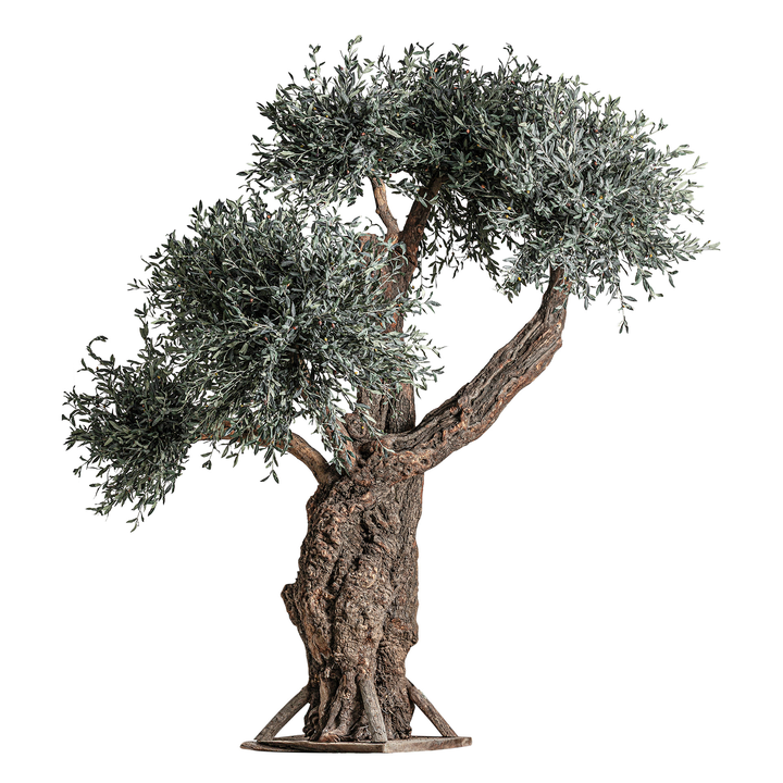 PLANTA OLIVO